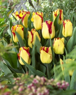 Tulpen Cape Town